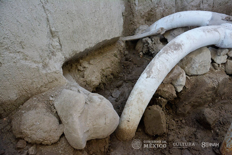 Descubren en Tultepec las primeras trampas para mamut en el mundo - trampa-mamut-tultepec-2