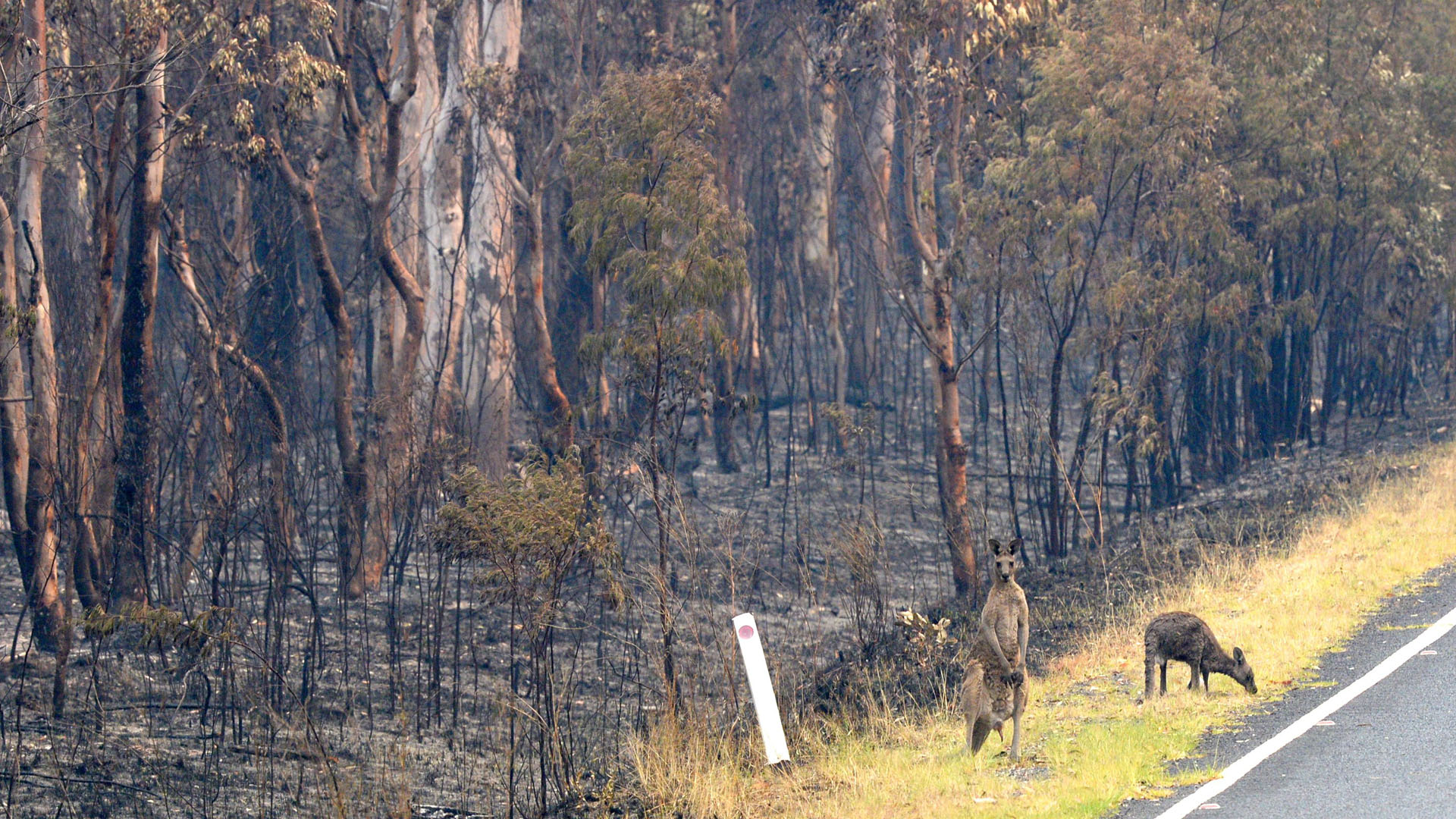 Consideran “sin precedentes” incendios forestales en Australia - vida-silvestre-que-sobrevivio-a-incendios-forestales-en-australia