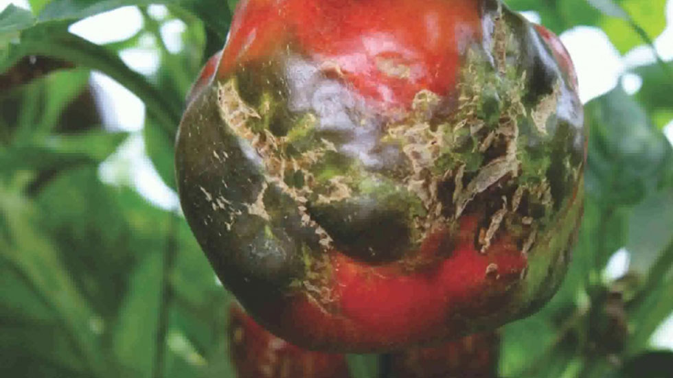 EE.UU. inspeccionará importaciones de tomates y chile de México contra virus - virus-de-la-fruta-rugosa-en-tomate