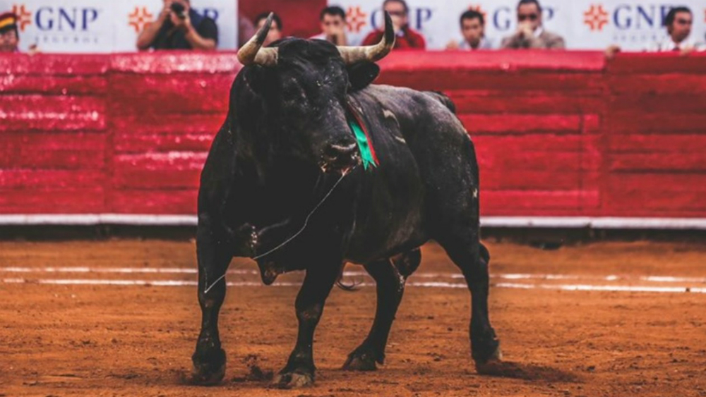 El toreo en espera de luz verde