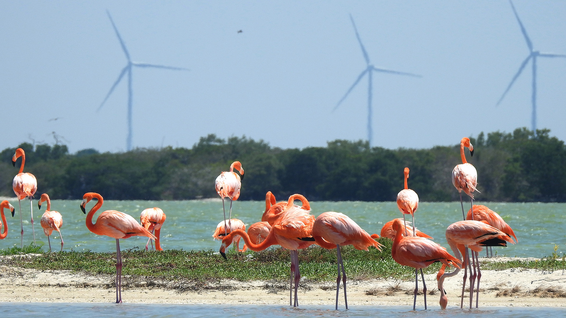 Latinoamérica generará 70% de electricidad con energía renovable en 10 años - aerogeneradores