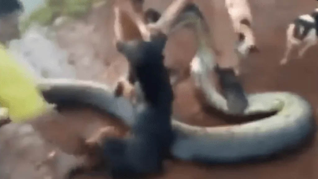#Video Hombre salva a su perro de ser comido por una anaconda