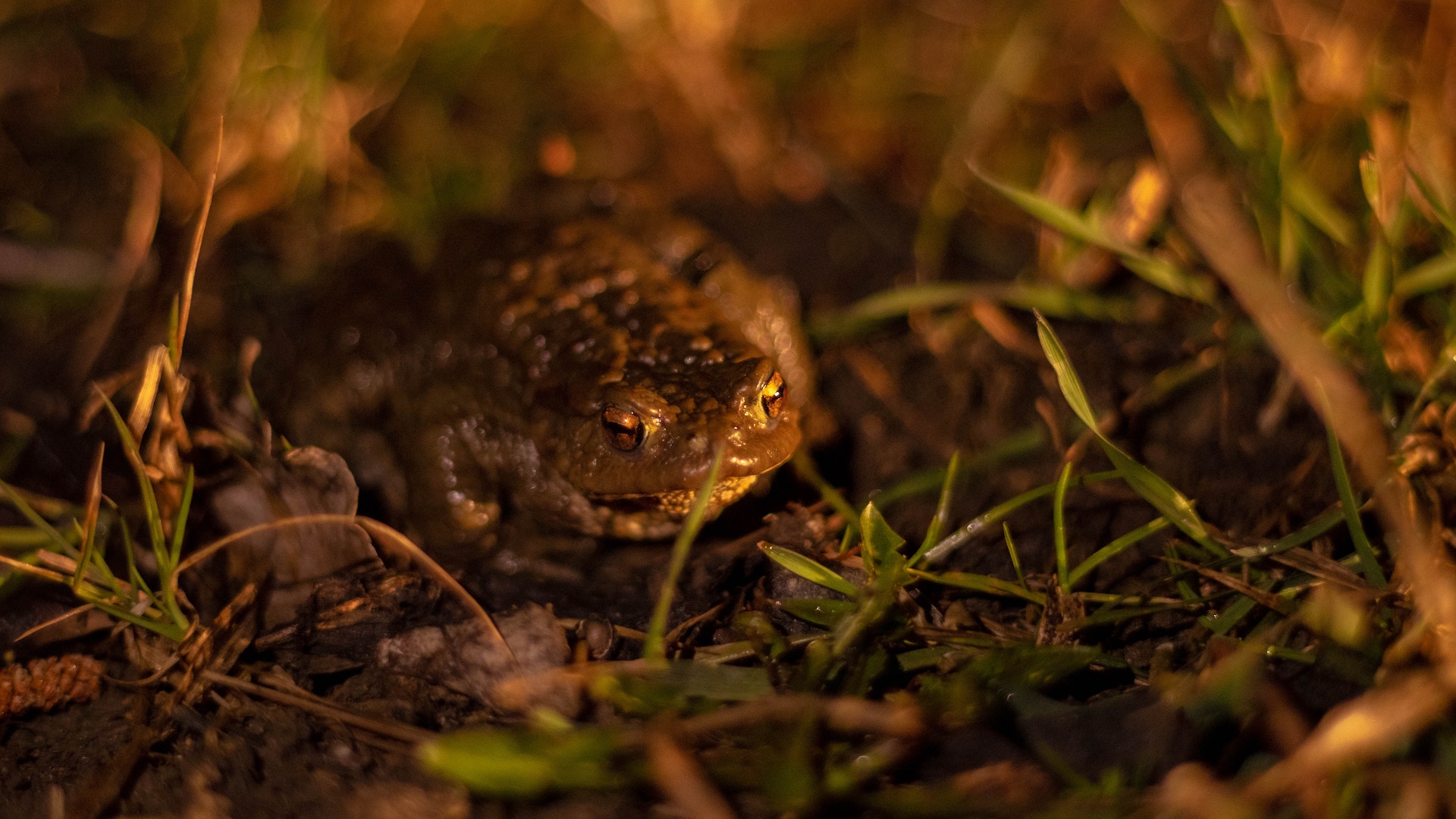 En peligro de extinción, más de la mitad de anfibios en México