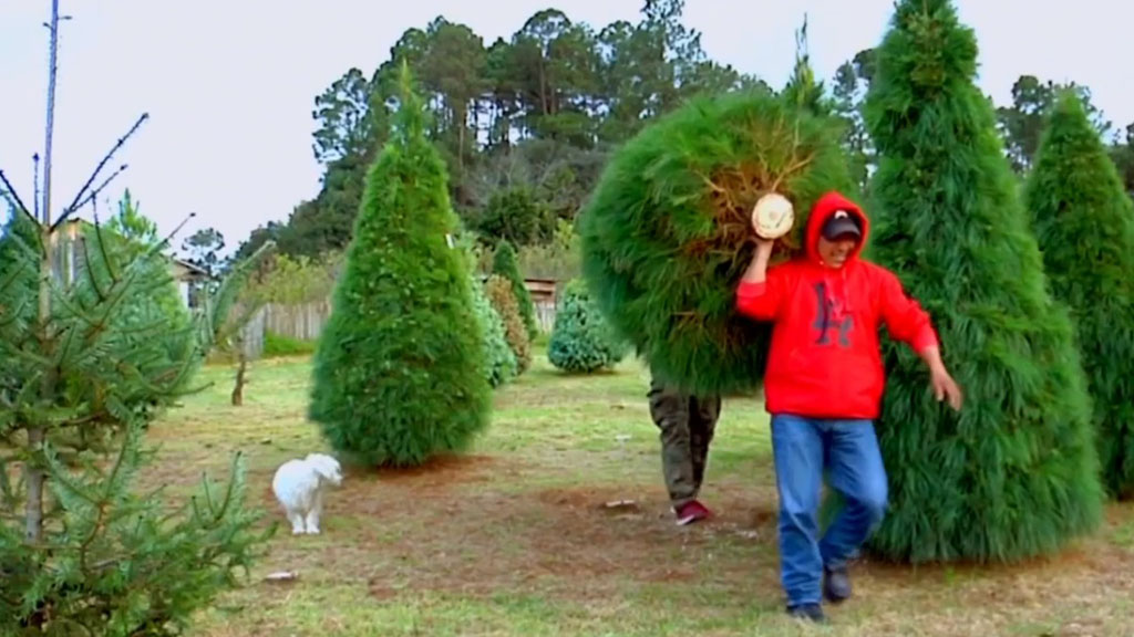 Indígenas tzotziles siembran árboles de Navidad con éxito en Chiapas - arbol-de-navidad