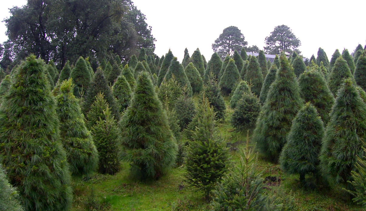 Cambio climático provoca incremento de plagas en árboles de Navidad