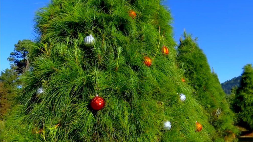 Indígenas tzotziles siembran árboles de Navidad con éxito en Chiapas