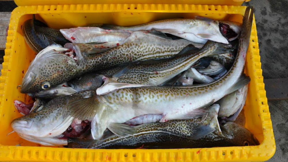 Bacalao báltico sufre por cambio climático