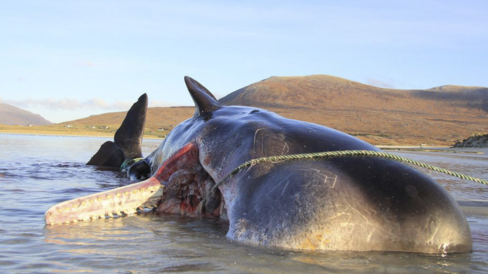 Extraen 100 kilos de basura de ballena muerta en Escocia
