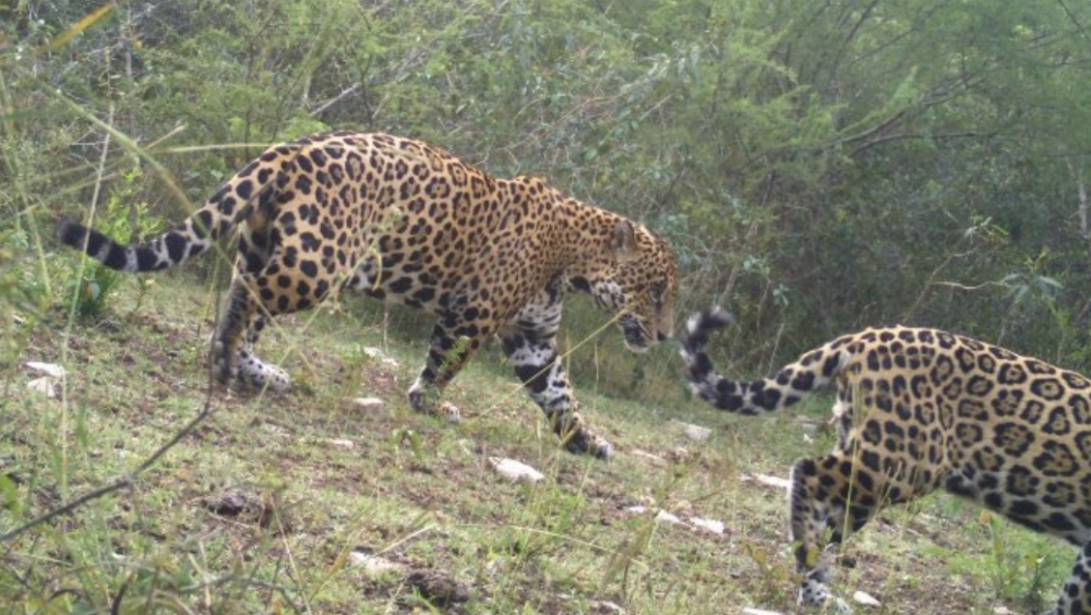 Reportan avistamiento de felinos en peligro de extinción en Tamaulipas