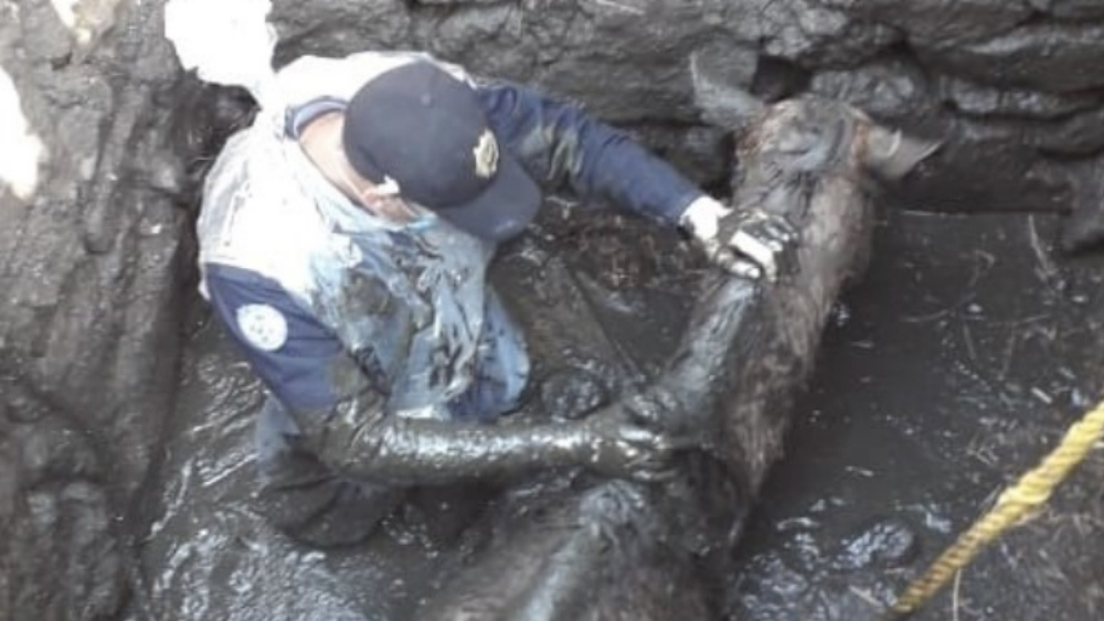 Rescatan a caballo que cayó a fosa séptica en Xochimilco
