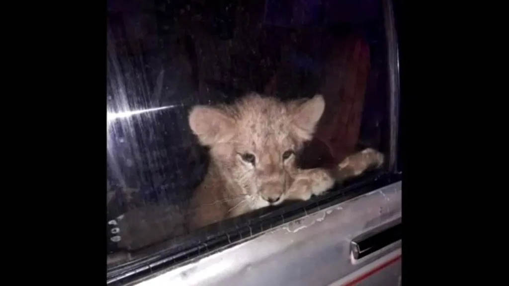 Rescatan a cachorro de león encerrado en camioneta en Nuevo León