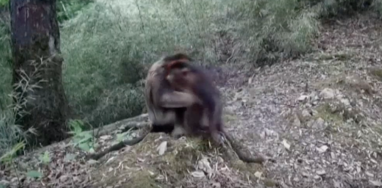 El abrazo de los monos dorados en China