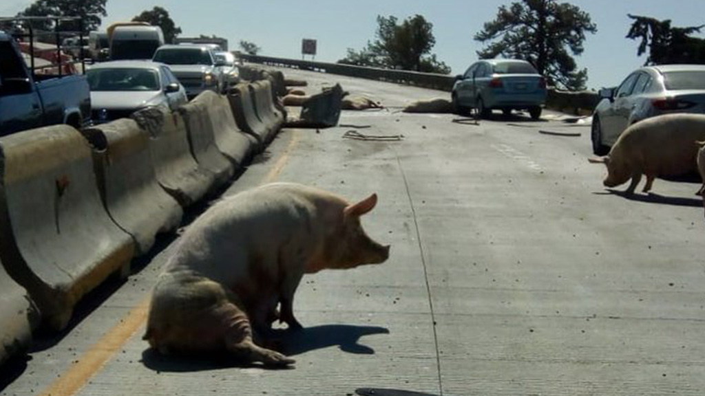 Vuelca camión cargado de cerdos sobre la México-Puebla