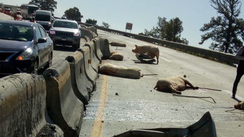 Vuelca camión cargado de cerdos sobre la México-Puebla - cerdos-muertos-tras-accidente-en-el-edomex