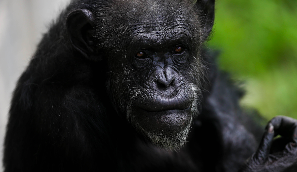 Chimpancés escuchan música de piano y marcan el ritmo con las palmas