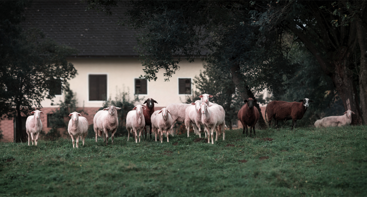 Vinculan a proceso a hombre que mató a niño para robarle sus chivos