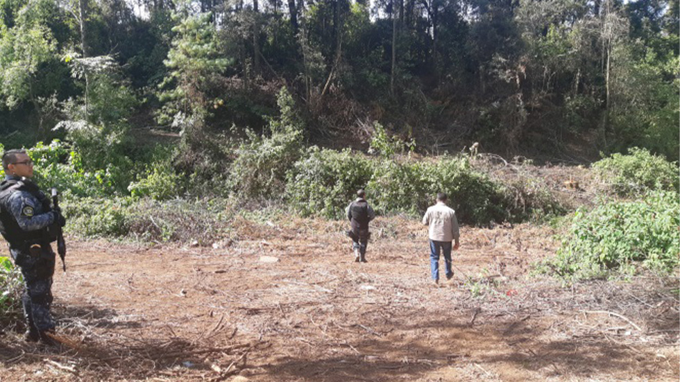 Detienen tala ilegal en reserva de la Mariposa Monarca - clausura-de-predio-en-reserva-de-la-biosfera-mariposa-monarca-por-tala-ilegal