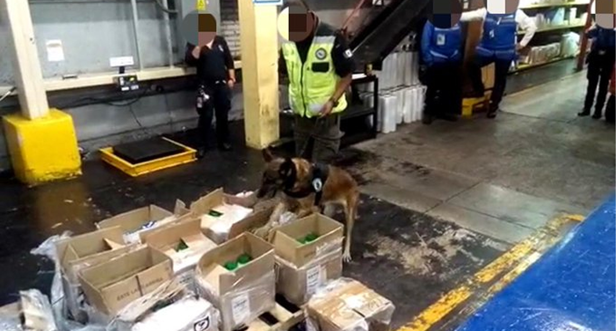 #Video Decomisan más de 250 kilos de cocaína en el AICM de avión procedente de Colombia