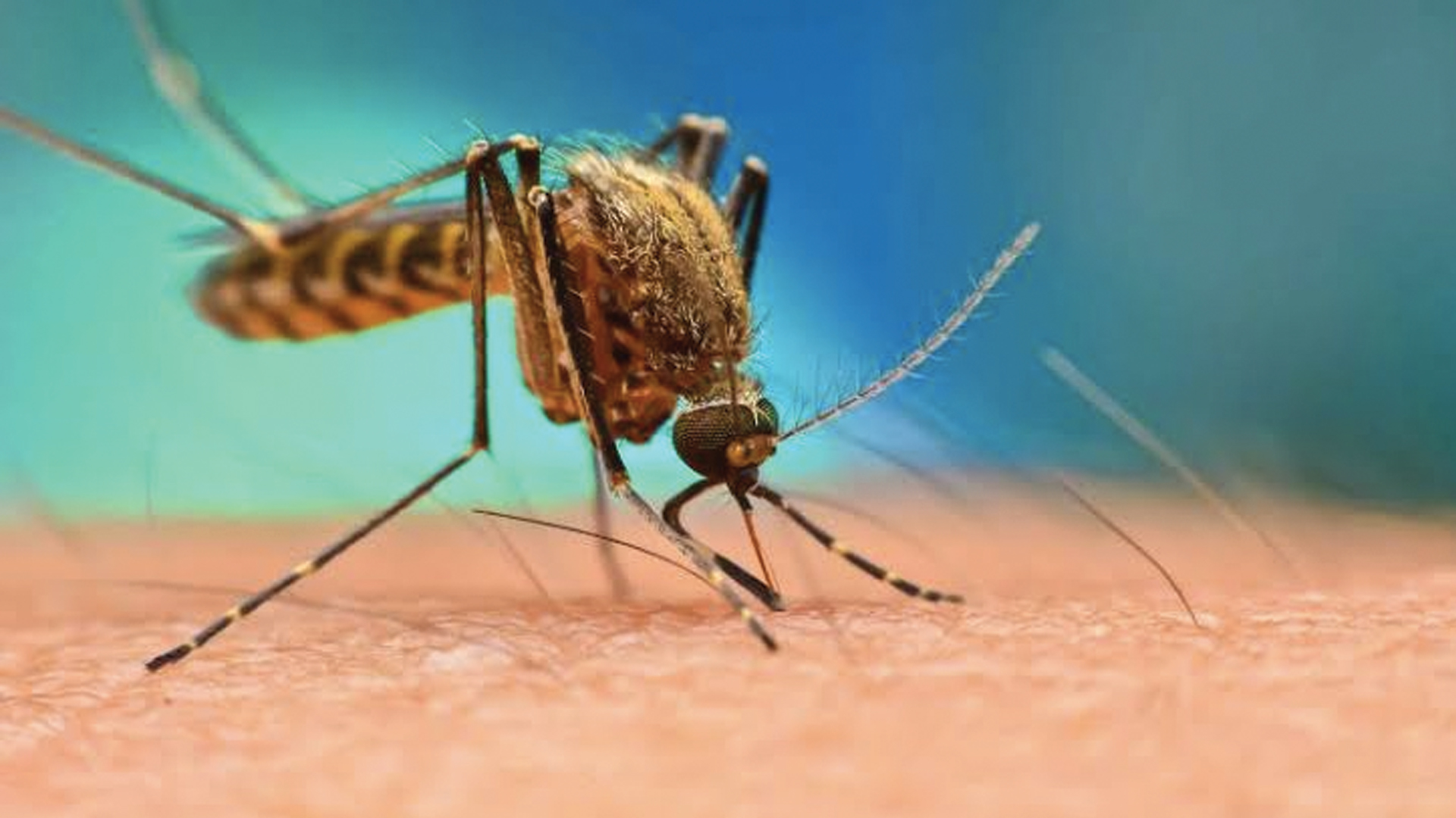 Suman 194 casos de dengue en Buenos Aires, Argentina