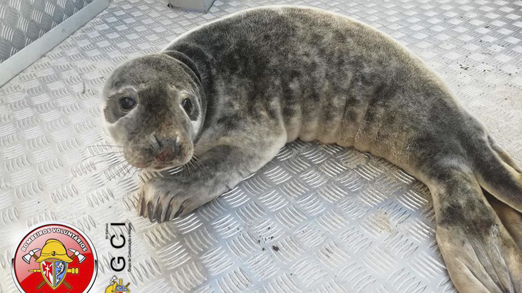 Rescatan en playa de Portugal a foca gris herida