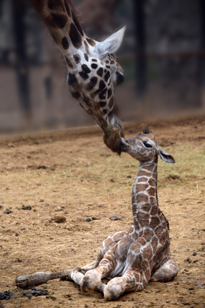 Nace otra jirafa en el Zoológico de Chapultepec - fortunata-con-su-hija