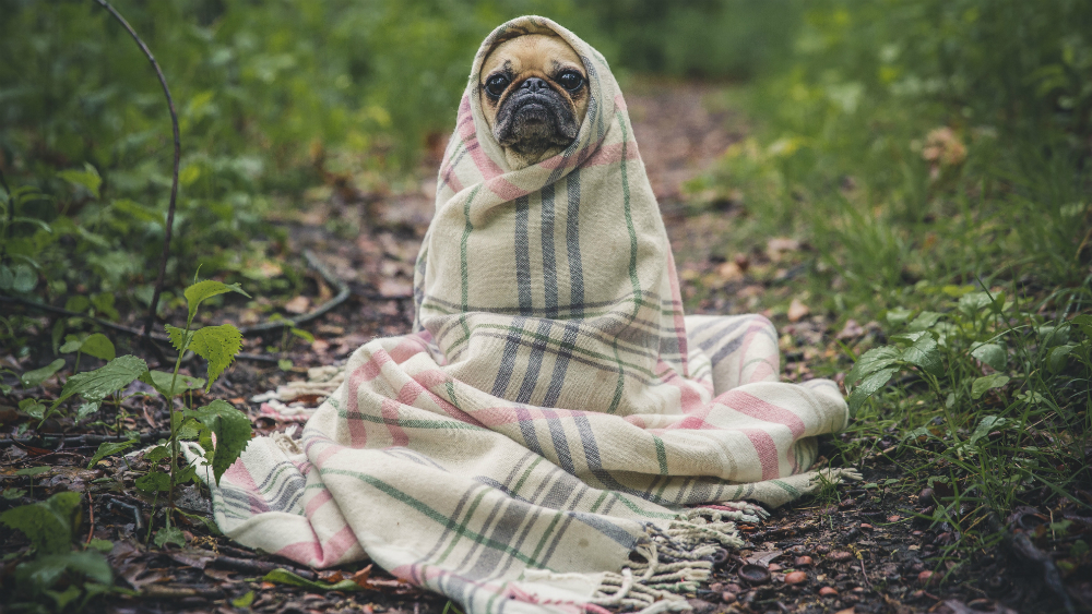 Llaman a proteger mascotas en temporada invernal