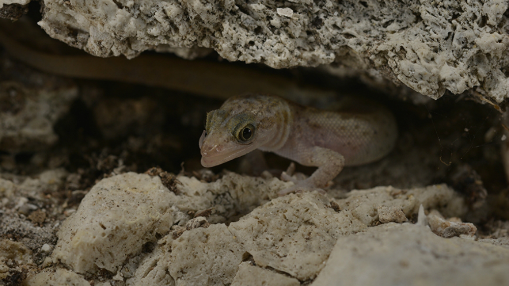 Se recuperan tres especies de animales que estaban en peligro de extinción