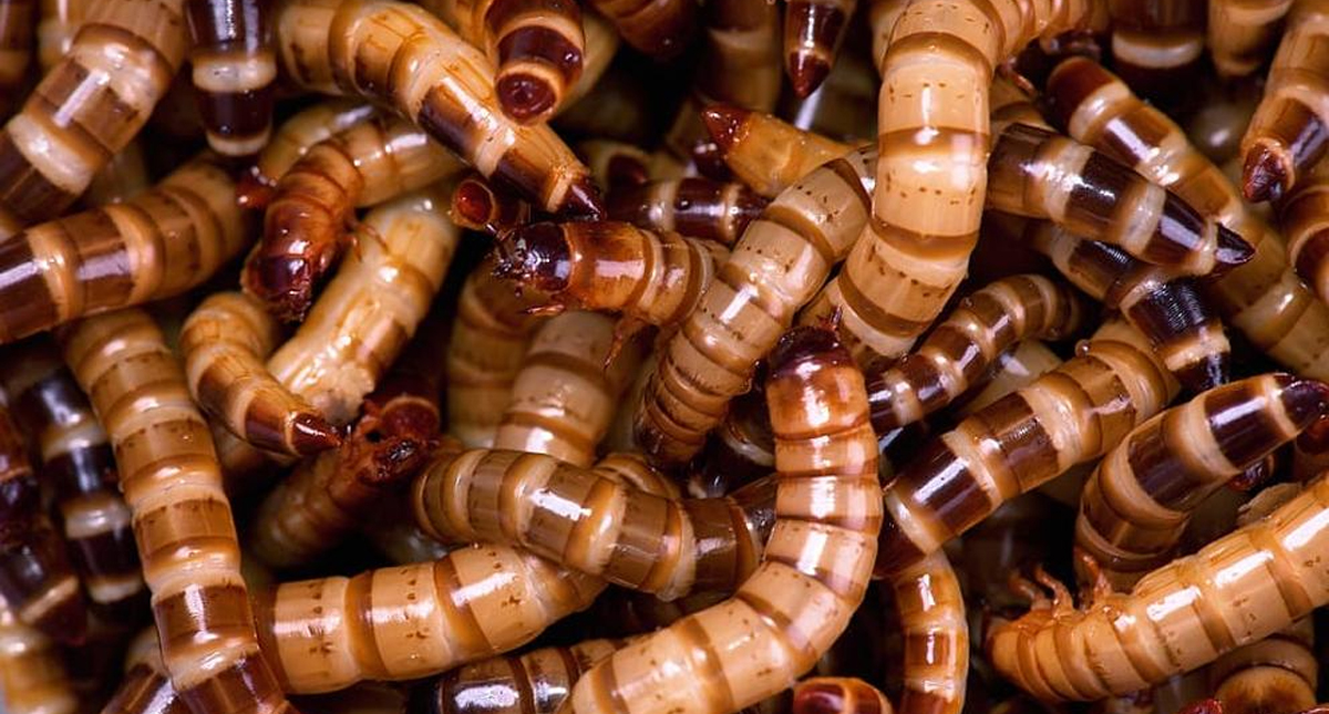 Gusanos de harina combaten la contaminación plástica, revela estudio