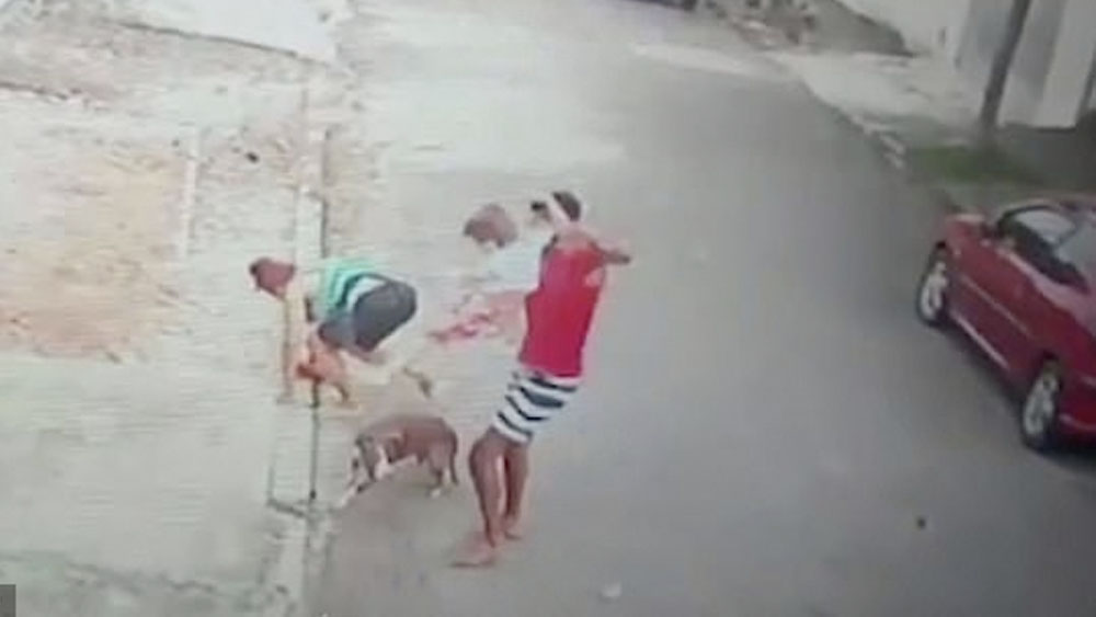 #Video Hombre salva a niño de cuatro años de ataque de pitbull