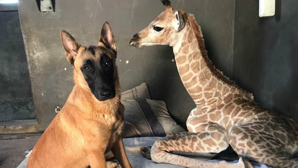Muere jirafa abandonada por su madre y cuidada por perro en Sudáfrica