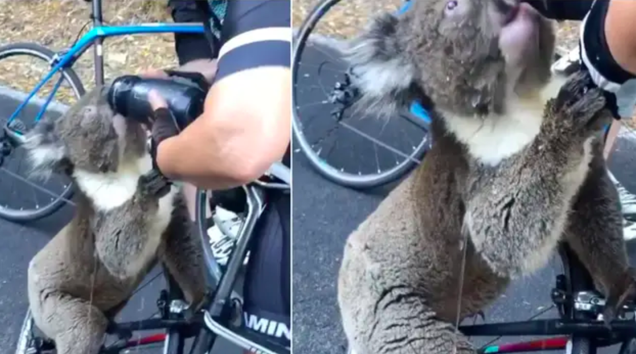 #Video Koala sediento detiene a ciclistas para pedir agua