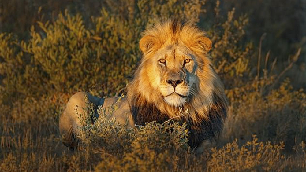 León mata a una persona en alrededores de parque en Nairobi