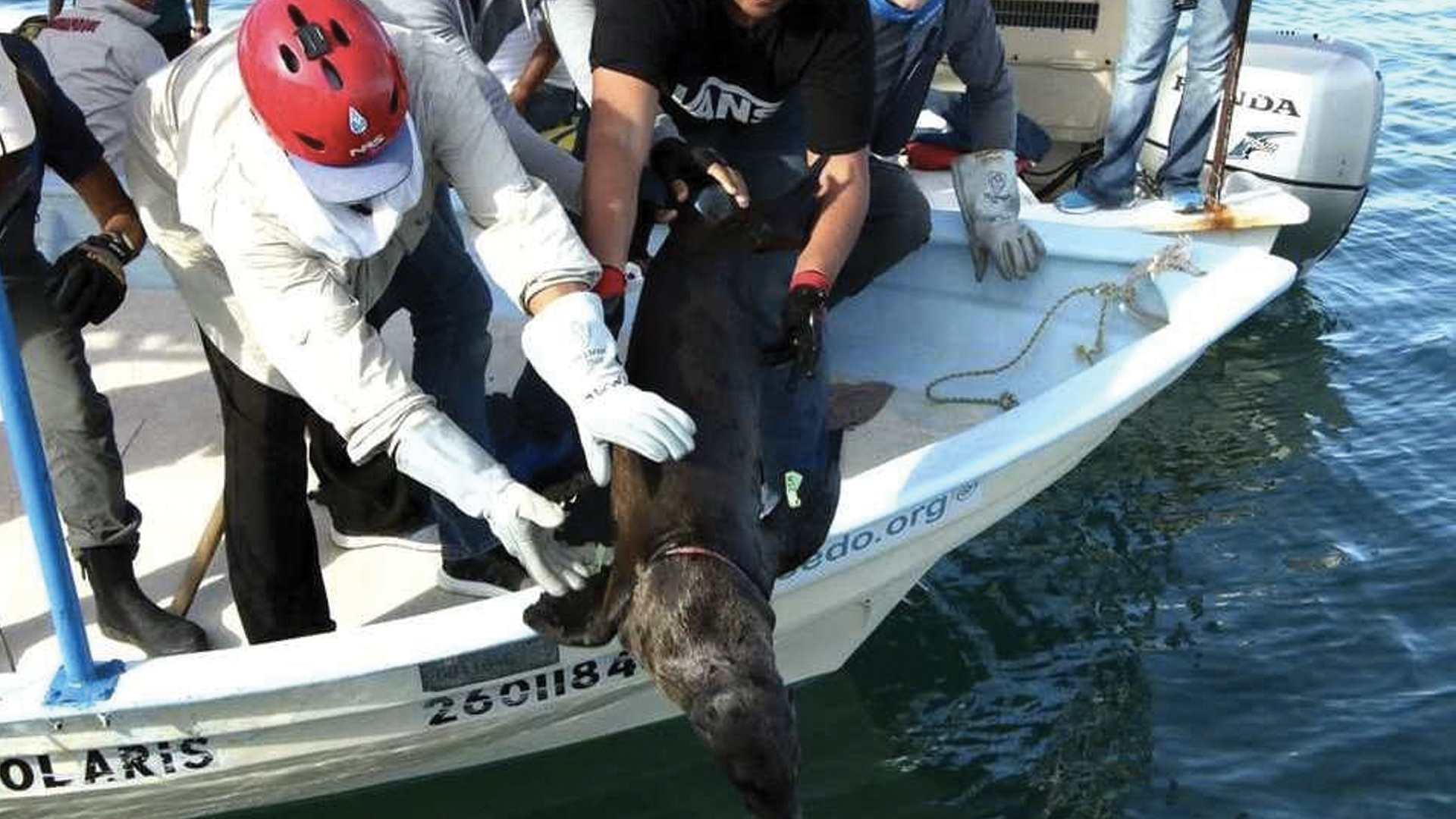 Rescatan a cinco lobos marinos atrapados en redes en Sonora