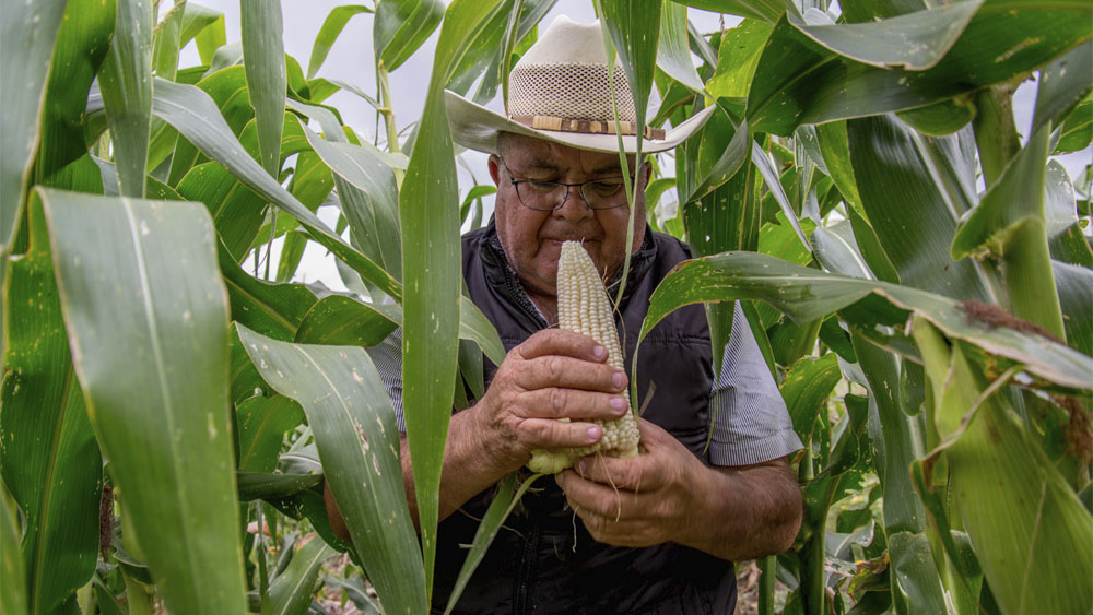 Productores de maíz amenazan con bloqueos carreteros, ¿por qué?