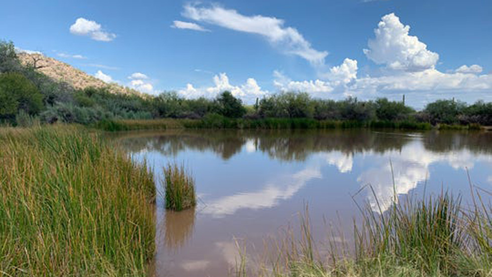 Construcción del muro fronterizo amenaza a especies en extinción en Arizona - manantial-de-quitobaquito