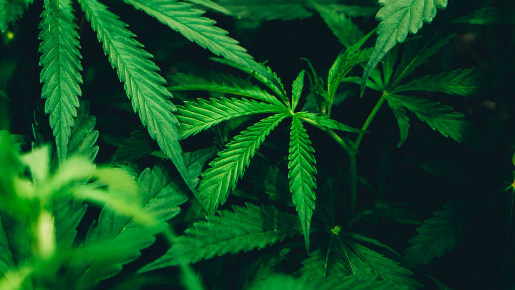 Detienen a dos presuntos narcomenudistas en la Morelos