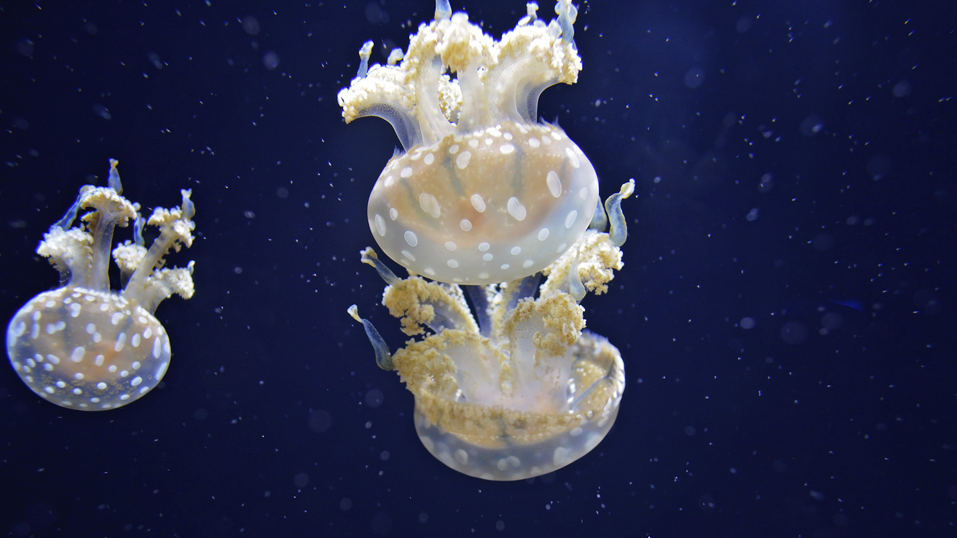 Crisis climática podría desplazar a especies marinas a zonas más profundas