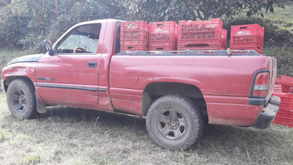 Detienen a nueve en posesión de media tonelada de aguacate ilegal