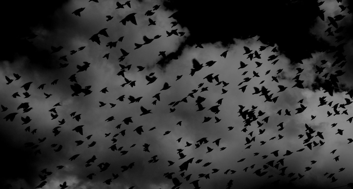 Cambio climático afecta migración de aves, revela investigación