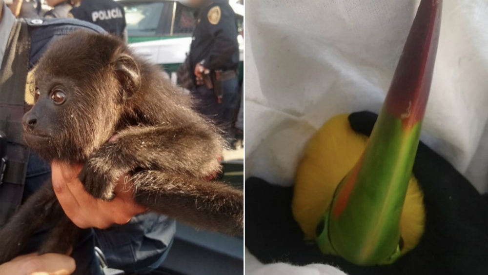 Policía capitalina detiene a hombres con un mono capuchino y dos tucanes