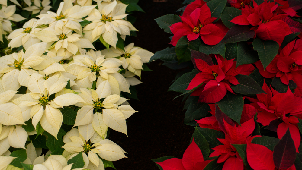 Producción de nochebuena en México superará 19 millones de plantas