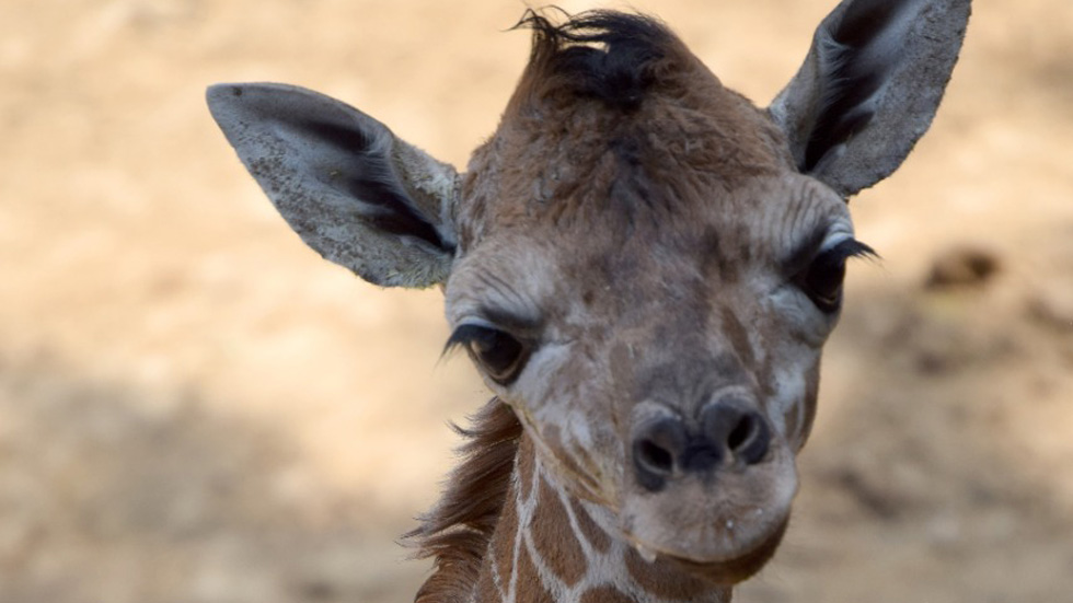 Nace otra jirafa en el Zoológico de Chapultepec