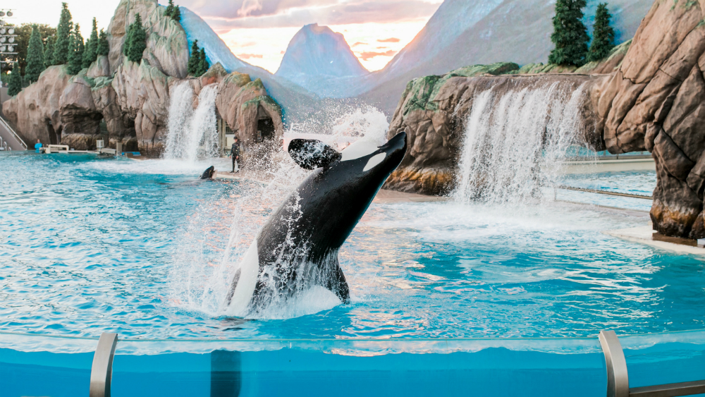 Confirman ‘efecto abuela’ en orcas