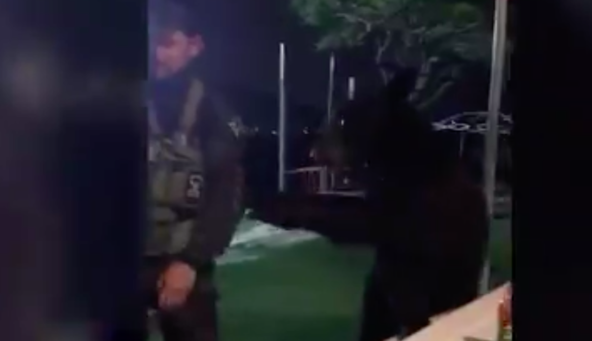 #Video Oso aparece en campo de gotcha en Nuevo León