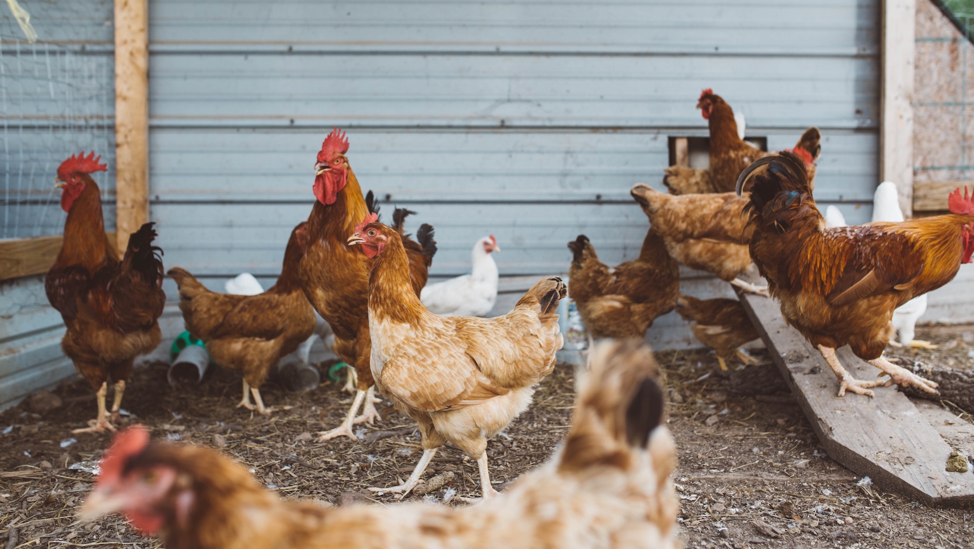 Entra en vigor prohibición de pelas de gallos en Puerto Rico