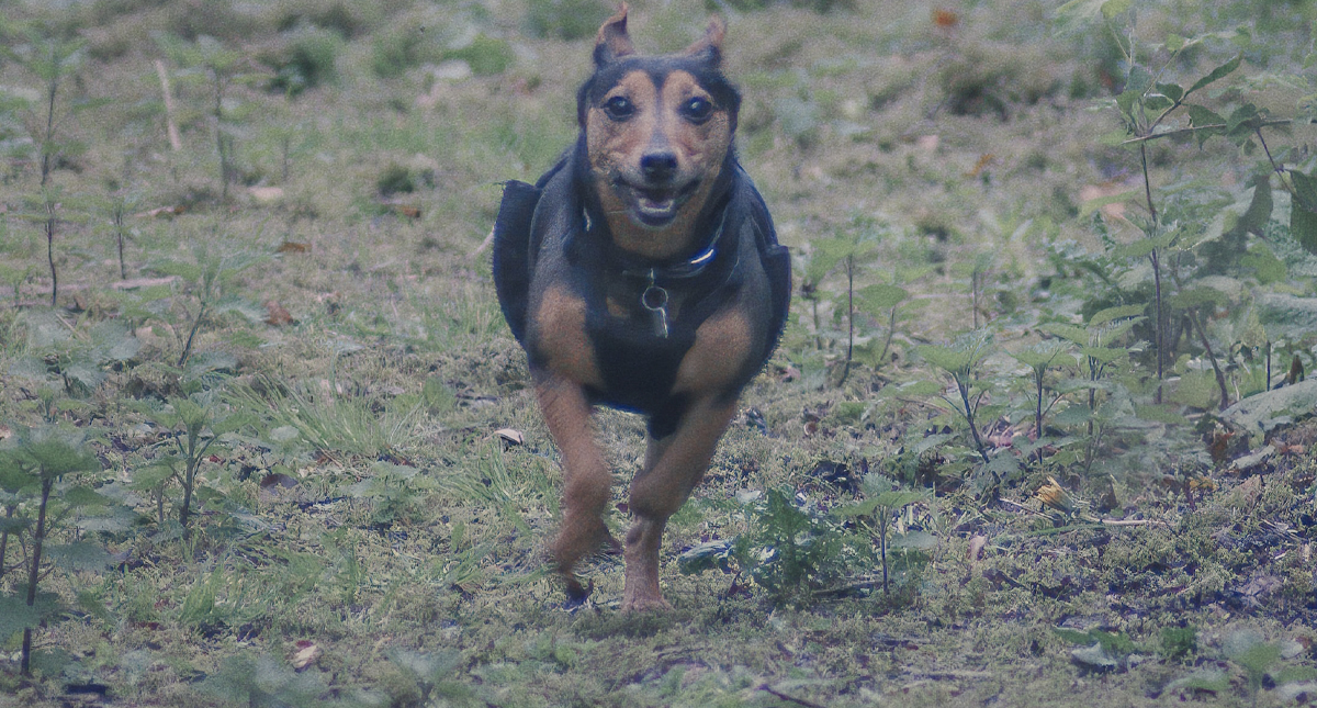 Perros matan a mujer de la tercera edad en Coyoacán Perros matan a mujer de la tercera edad en Coyoacán