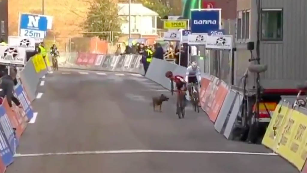 #Video Perro interrumpe carrera de ciclismo en Europa