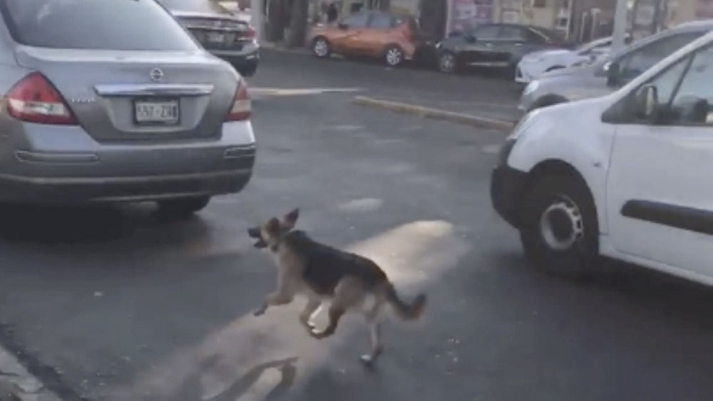 #Video Perro corre tras coche de mujeres que lo abandonaron en la Ciudad de México
