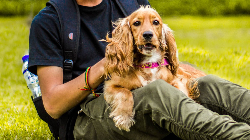 Leptospirosis, una enfermedad que se transmite de perros a humanos