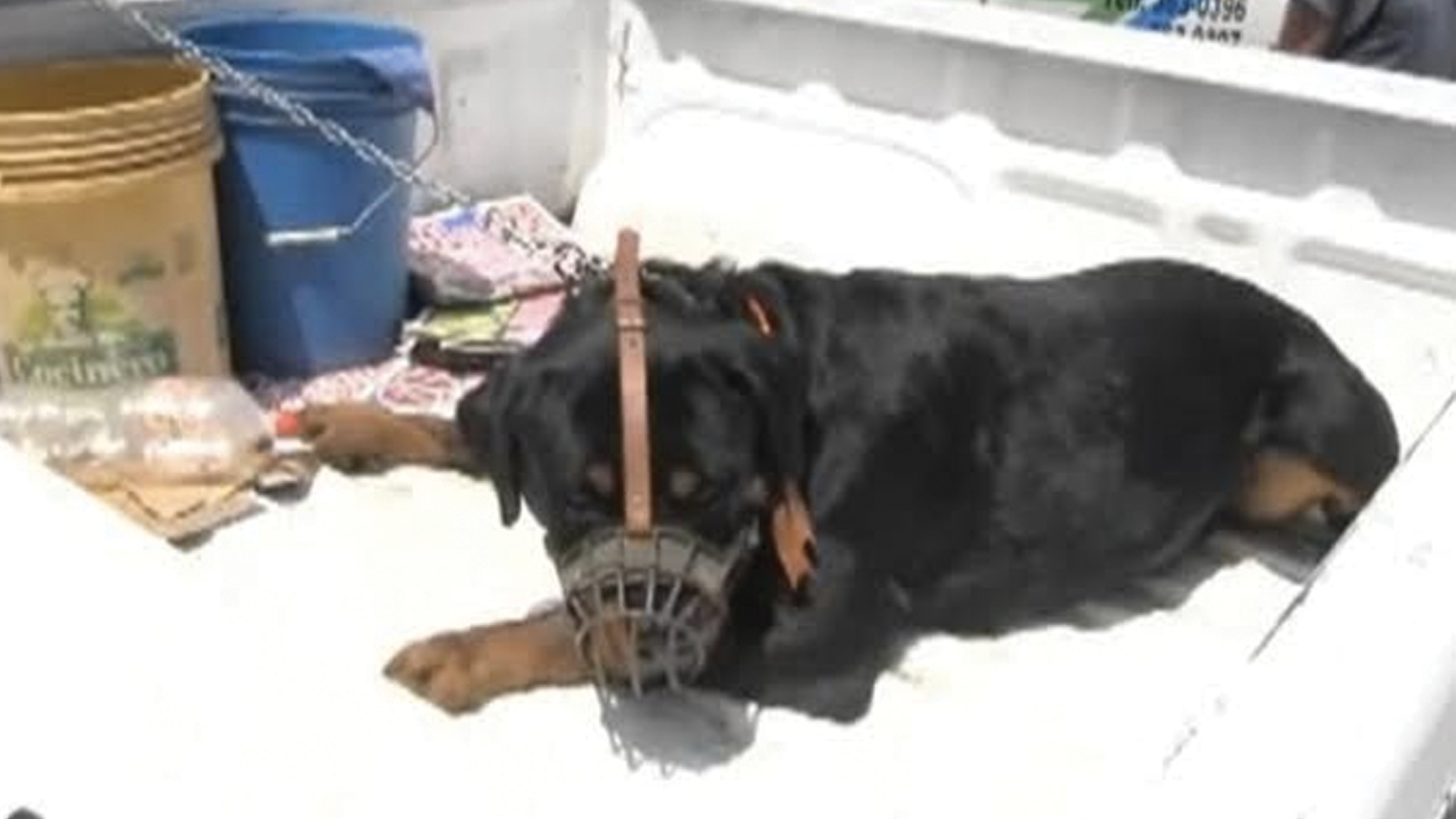 Perro ataca a niño de seis años en Progreso, Yucatán